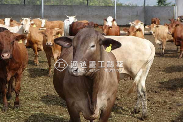 養牛的牛糞怎么處理?小型牛糞有機肥生產線多少錢?