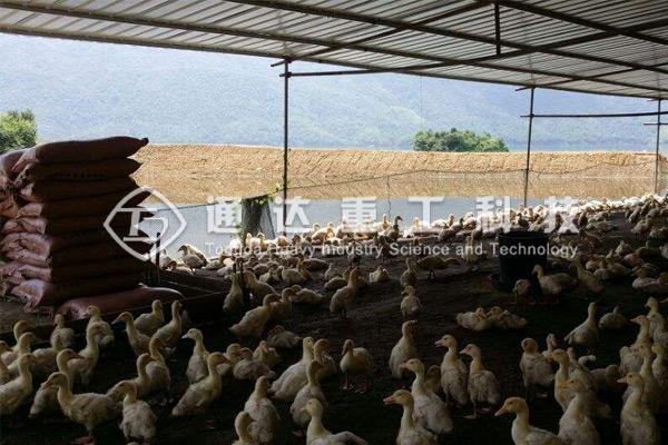  鴨糞處理成有機肥?鴨糞處理成有機肥顆粒的方法和技巧